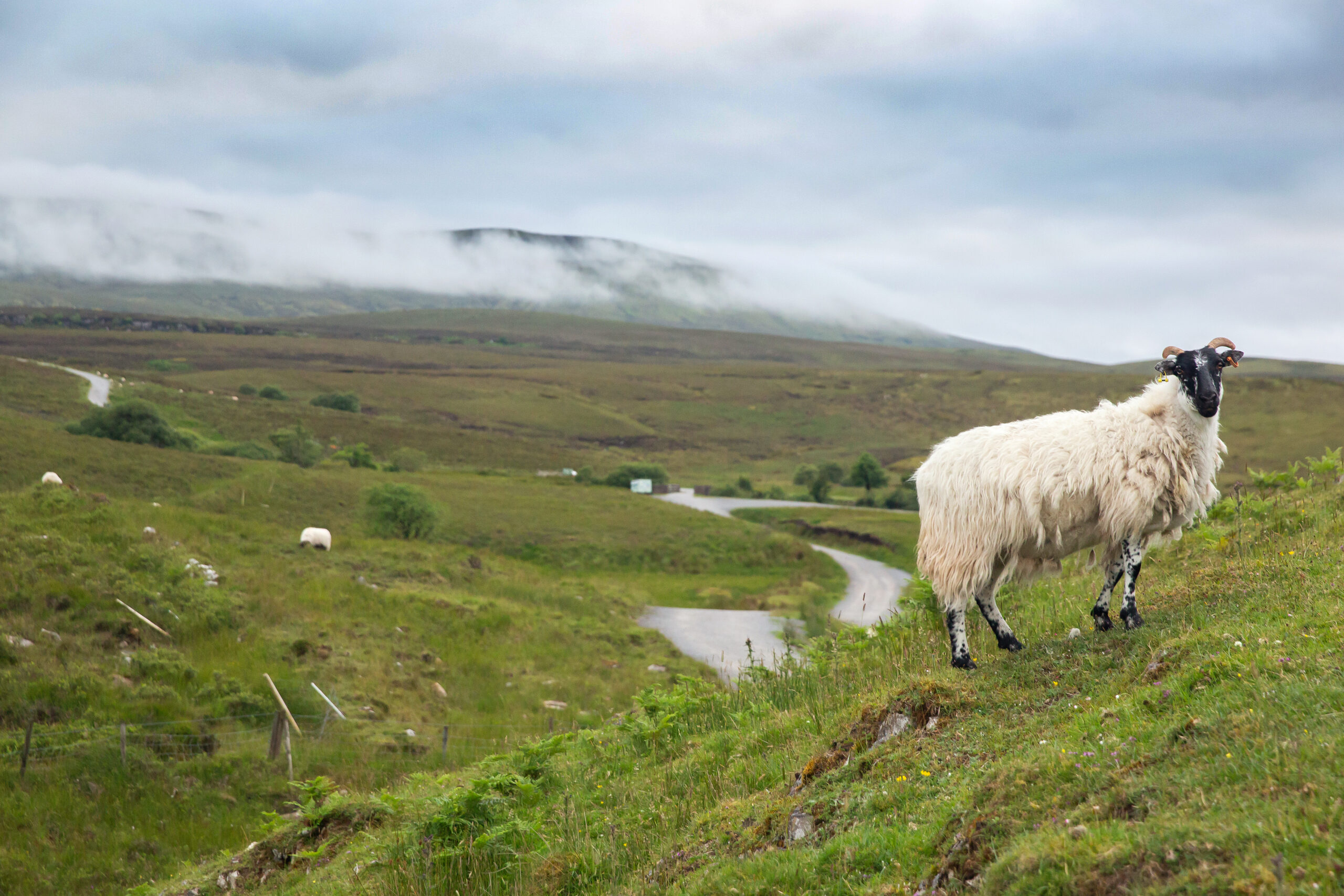 Fotoreise Irland – neblige grüne Landschaft mit Schaf im Vordergrund am Cuilcagh Boardwalk Trail bei Enniskillen, Nordirland