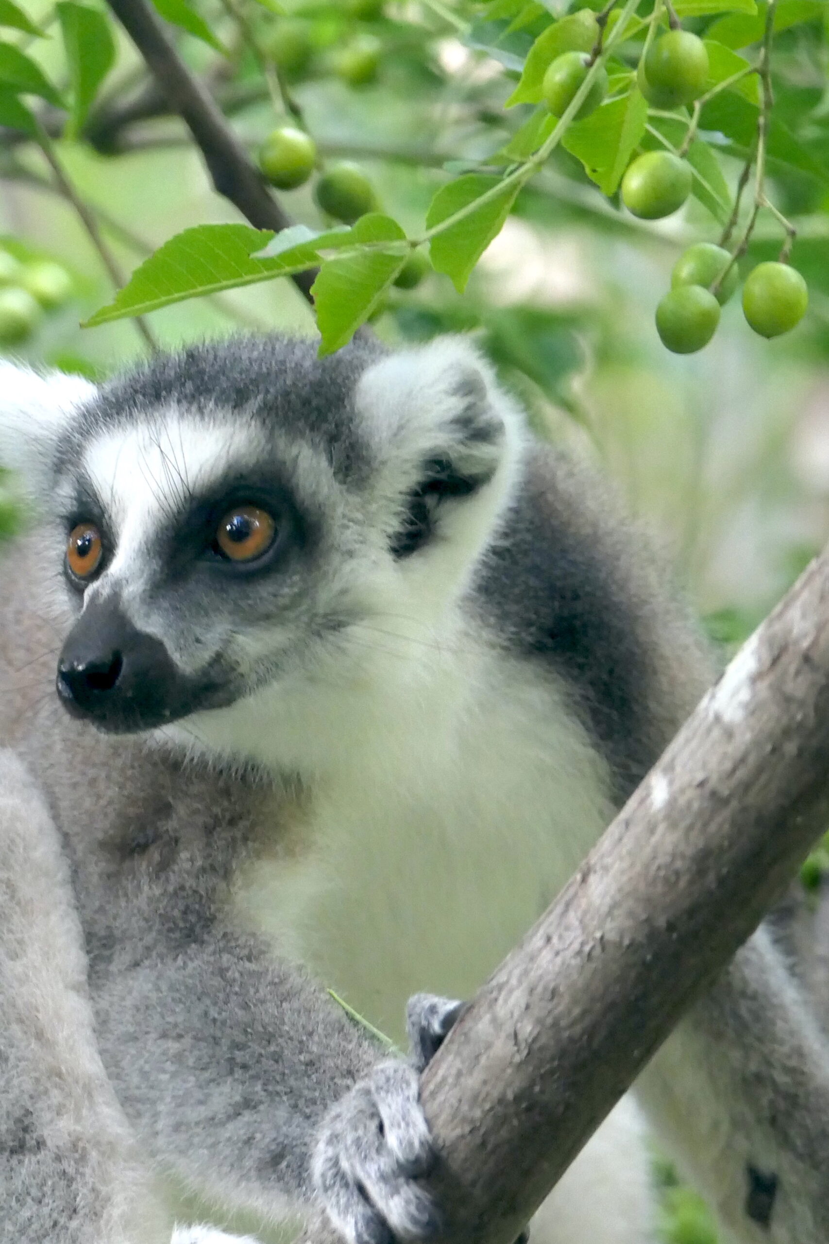 Katta-Lemur im Anja Community Reserve in Madagaskar, sitzend auf einem Ast, umgeben von grünem Laub.